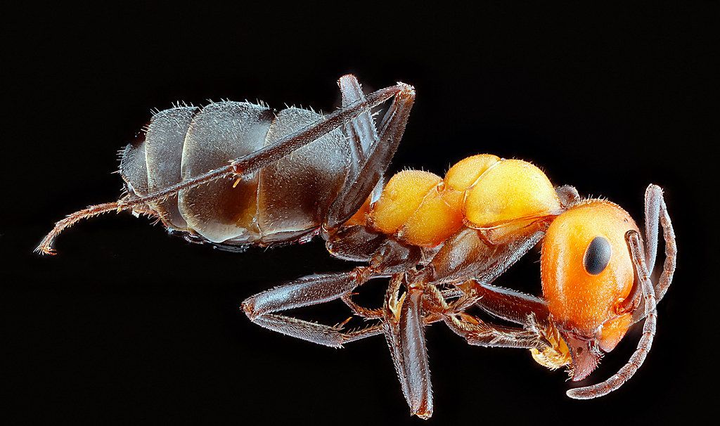 Ant Control service in Hagerstown, MD