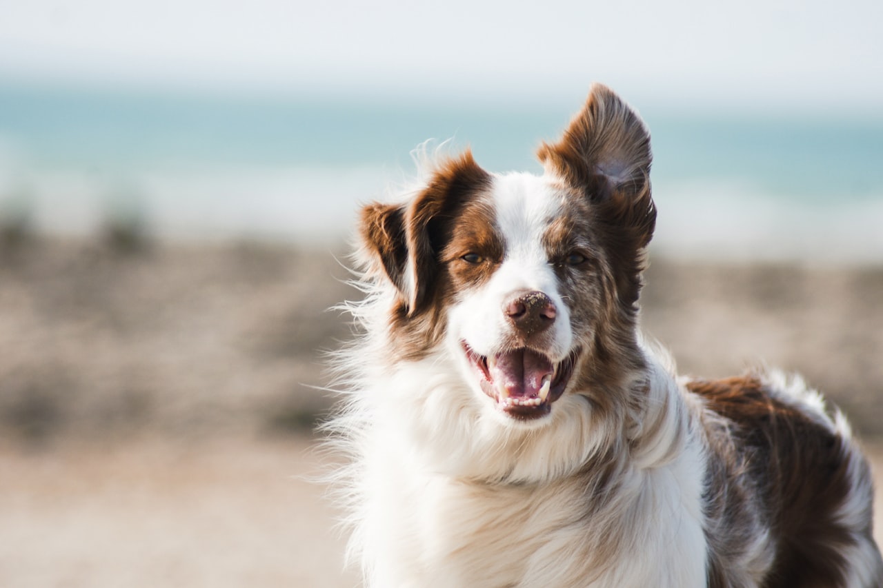 Flea & Tick Control service in Hagerstown, MD