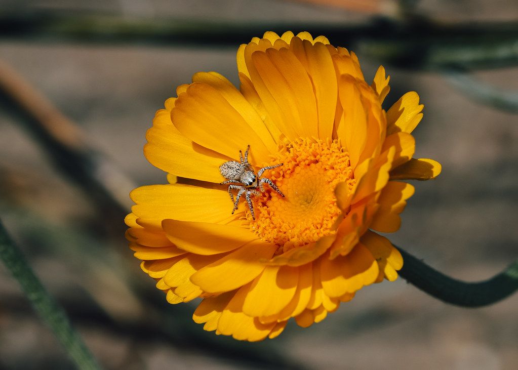 Spider Control service in Hagerstown, MD
